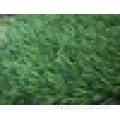W shaped artificial grass with green yarns for football field
